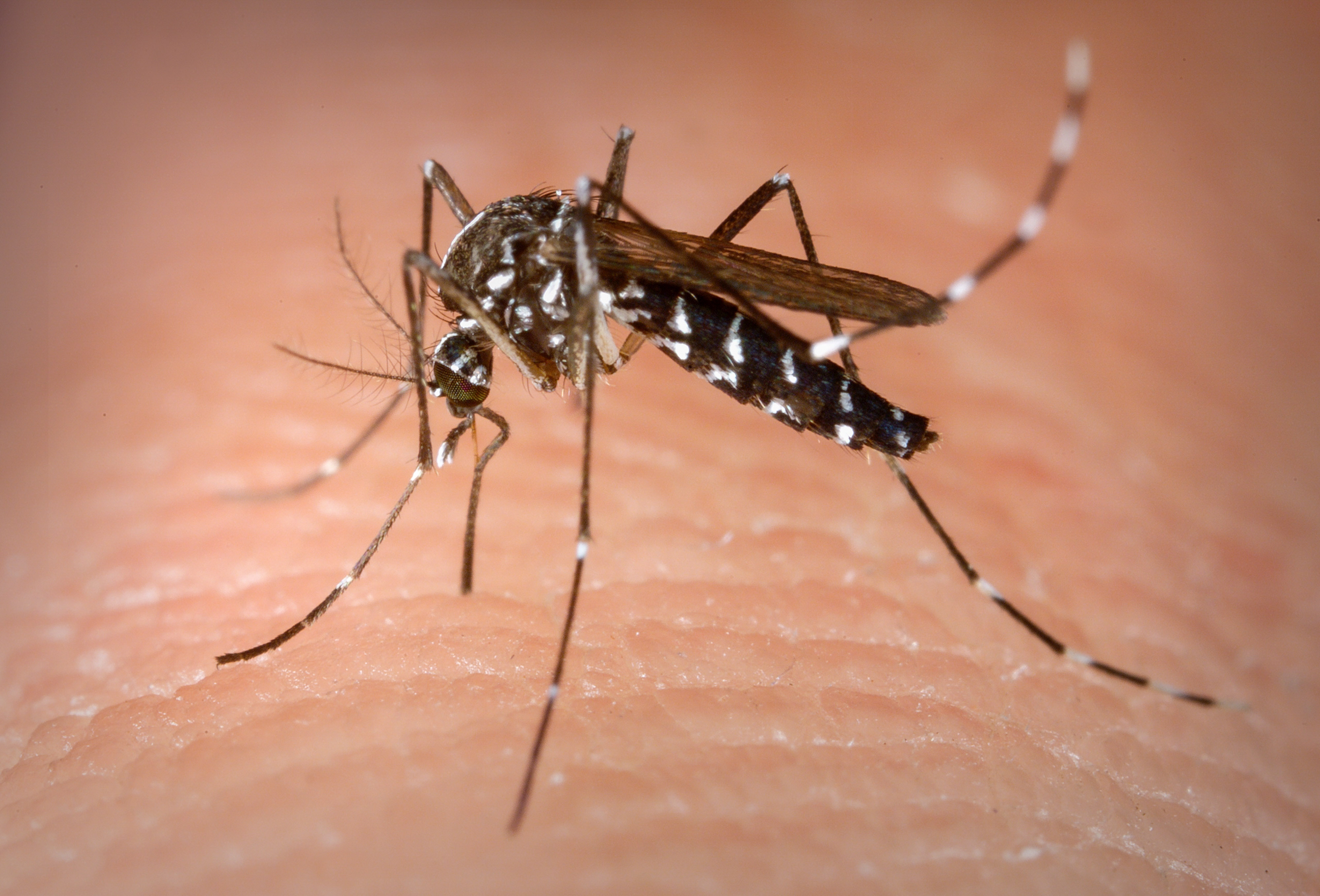 Mesmo em queda dos números, Dengue tem que ser combatida diariamente